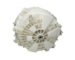 22035128 ACHTERSTE KUIPGROEP 52/ 57B2-24BOSS-F